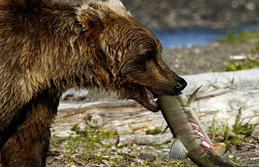 Alaska, Nordamerika, USA: Bär mit Lachs im Maul